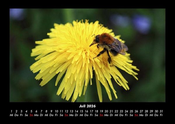 Produktbild: Bien 2026 Fotokalender DIN A3