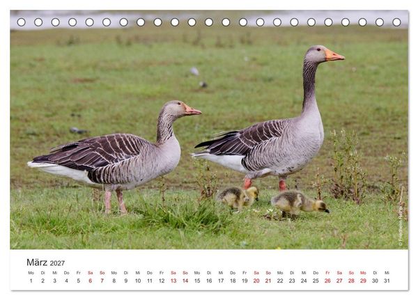 Produktbild: Halbinsel Eiderstedt - Momente der Natur (Tischkalender 2027 DIN A5 quer), CALVENDO Monatskalender