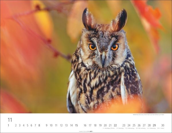Produktbild: Eulen Kalender 2026