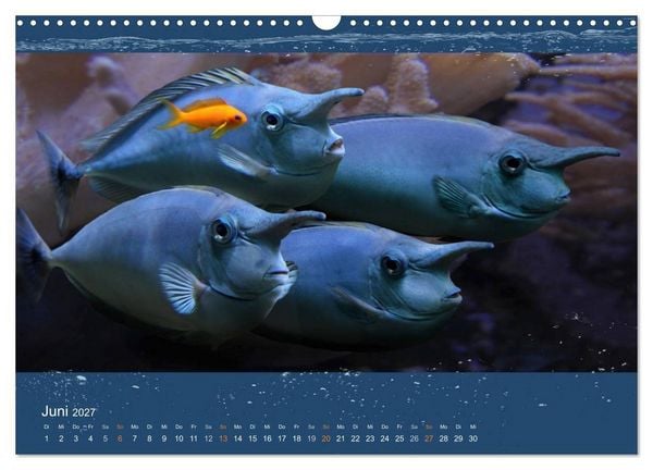 Produktbild: Korallenfische im Lichtschimmer des Meeres (Wandkalender 2027 DIN A3 quer), CALVENDO Monatskalender