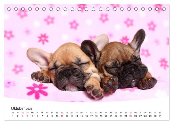 Produktbild: S&uuml;&szlig;e Tr&auml;ume 2026 - schlafende Hundewelpen (Tischkalender 2026 DIN A5 quer), CALVENDO Monatskalender