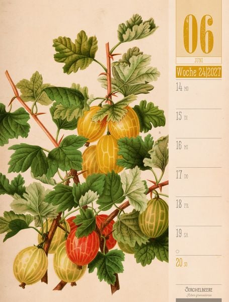 Produktbild: Culinarium Wochenplaner Kalender 2027 | K&uuml;che, Kr&auml;uter, Kurioses