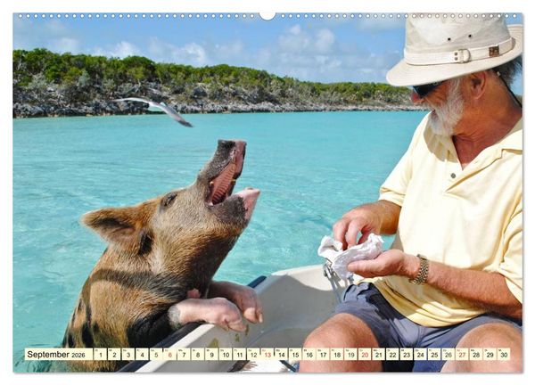 Produktbild: Schwimmende Schweine (hochwertiger Premium Wandkalender 2026 DIN A2 quer), Kunstdruck in Hochglanz