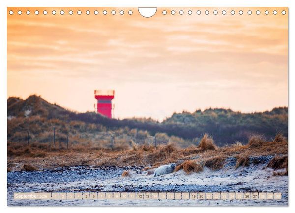 Produktbild: Helgoland - Das Leben auf der D&uuml;ne Helgolands (Wandkalender 2026 DIN A4 quer), CALVENDO Monatskalender