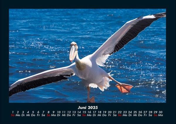 Produktbild: V&ouml;gel 2025 Fotokalender DIN A4