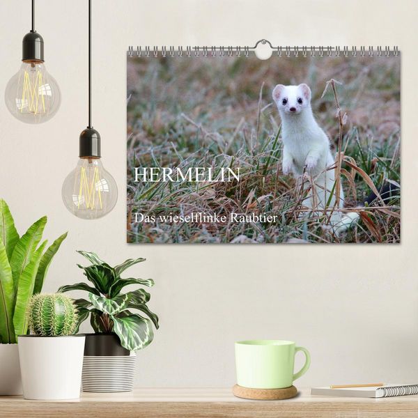 Produktbild: Hermelin - das wieselflinke Raubtier (Wandkalender 2026 DIN A4 quer), CALVENDO Monatskalender