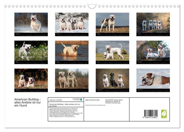 Produktbild: American Bulldog - alles Andere ist nur ein Hund (Wandkalender 2026 DIN A3 quer), CALVENDO Monatskalender