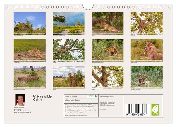 Produktbild: Afrikas wilde Katzen (Wandkalender 2027 DIN A4 quer), CALVENDO Monatskalender