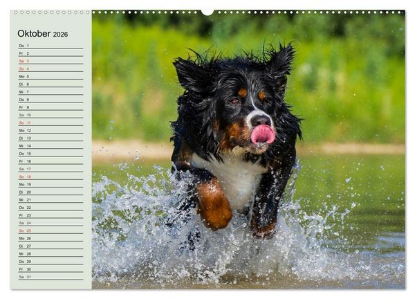 Produktbild: Berner Sennenhunde in Action (hochwertiger Premium Wandkalender 2026 DIN A2 quer), Kunstdruck in Hochglanz