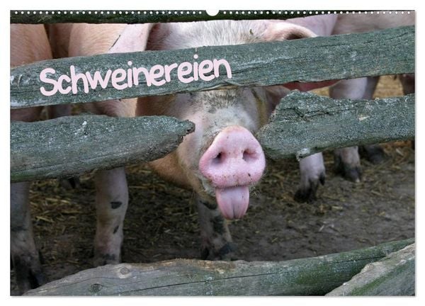 Schweinereien (Wandkalender 2026 DIN A2 quer), CALVENDO Monatskalender