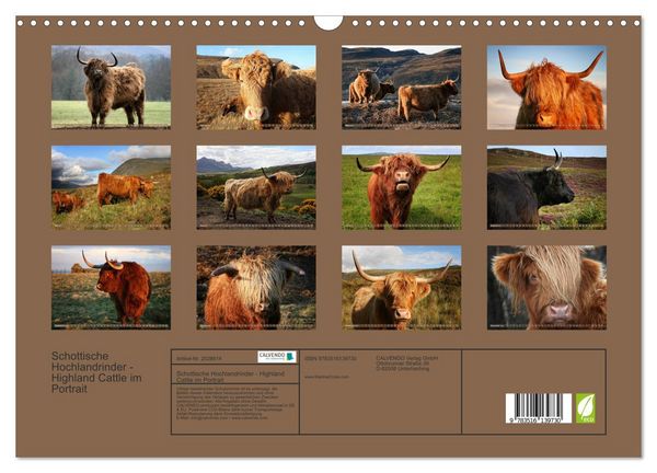 Produktbild: Schottische Hochlandrinder - Highland Cattle im Portrait (Wandkalender 2026 DIN A3 quer), CALVENDO Monatskalender