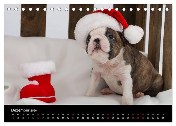 Produktbild: Colored Boston Terrier 2026 (Tischkalender 2026 DIN A5 quer), CALVENDO Monatskalender