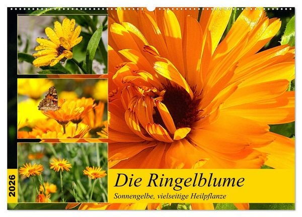 Die Ringelblume. Sonnengelbe, vielseitige Heilpflanze (Wandkalender 2026 DIN A2 quer), CALVENDO Monatskalender