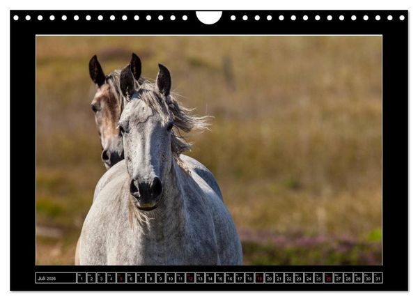 Produktbild: Connemara - Irlands wilder Westen (Wandkalender 2026 DIN A4 quer), CALVENDO Monatskalender