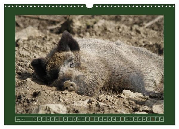 Produktbild: Schweinkram - Die Wildschweine sind los (Wandkalender 2026 DIN A3 quer), CALVENDO Monatskalender