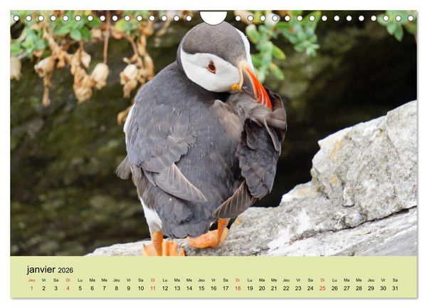 Produktbild: Macareux-moines Des petits oiseaux originaux! (Calendrier mural 2026 DIN A4 vertical), CALVENDO calendrier mensuel