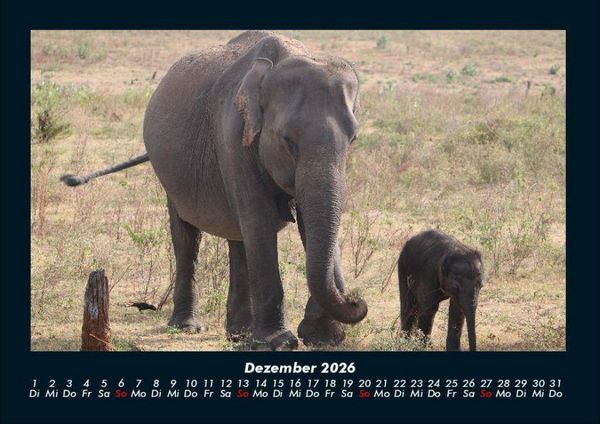 Produktbild: Der Elefantenkalender 2026 Fotokalender DIN A4