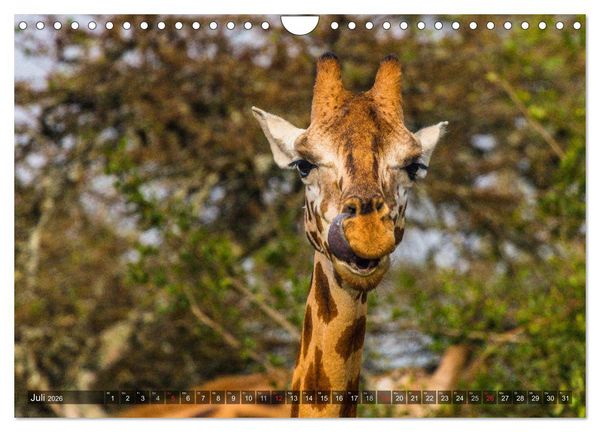Produktbild: blick kontakt mit tieren im &ouml;stlichen und s&uuml;dlichen afrika (Wandkalender 2026 DIN A4 quer), CALVENDO Monatskalender