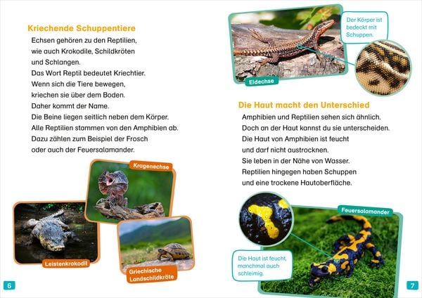 Produktbild: WAS IST WAS Erstes Lesen. Echsen