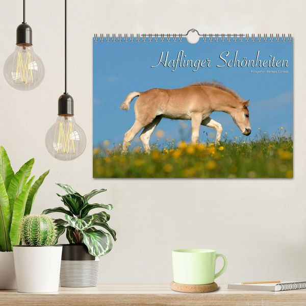 Produktbild: Haflinger Sch&ouml;nheiten (Wandkalender 2026 DIN A4 quer), CALVENDO Monatskalender