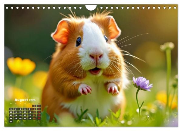 Produktbild: S&uuml;&szlig;e Meerschweinchen (Wandkalender 2026 DIN A4 quer), CALVENDO Monatskalender