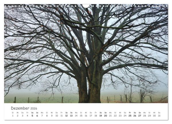 Produktbild: Wald - bezaubernde W&auml;lder (Wandkalender 2026 DIN A3 quer), CALVENDO Monatskalender