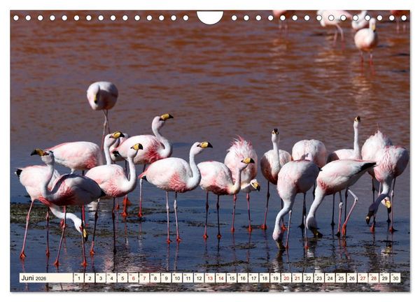 Produktbild: ATACAMA Wunder der Natur (Wandkalender 2026 DIN A4 quer), CALVENDO Monatskalender