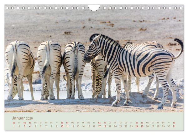 Produktbild: Zebras in Afrika (Wandkalender 2026 DIN A4 quer), CALVENDO Monatskalender