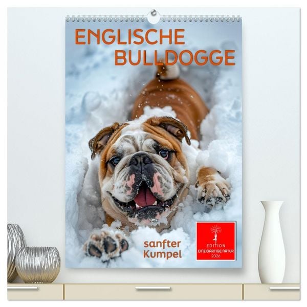 Produktbild: Englische Bulldogge - sanfter Kumpel (hochwertiger Premium Wandkalender 2026 DIN A2 hoch), Kunstdruck in Hochglanz