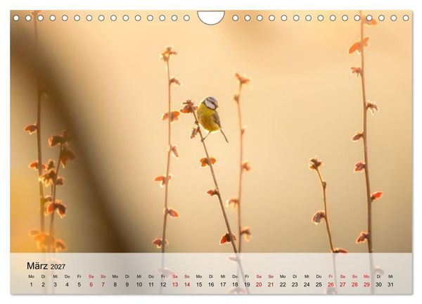 Produktbild: Magische Tiermomente (Wandkalender 2027 DIN A4 quer), CALVENDO Monatskalender