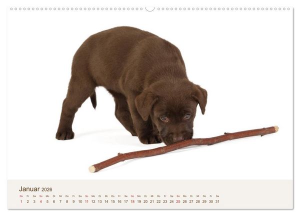 Produktbild: Labrador - Welpen (Wandkalender 2026 DIN A2 quer), CALVENDO Monatskalender