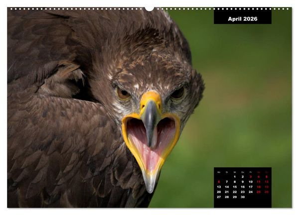 Produktbild: Greifv&ouml;gel - Herrscher der L&uuml;fte (hochwertiger Premium Wandkalender 2026 DIN A2 quer), Kunstdruck in Hochglanz