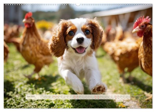 Produktbild: Cavalier King Charles Spaniel. Die lustigsten Cavalier Momente des Jahres. (Wandkalender 2027 DIN A2 quer), CALVENDO Monatskalender