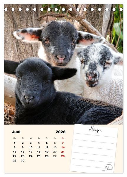 Produktbild: L&auml;mmergl&uuml;ck (Tischkalender 2026 DIN A5 hoch), CALVENDO Monatskalender