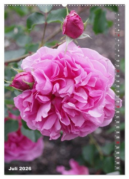 Produktbild: Sch&ouml;nste Rosen (hochwertiger Premium Wandkalender 2026 DIN A2 hoch), Kunstdruck in Hochglanz