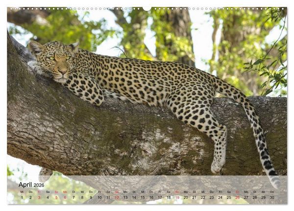 Produktbild: Leoparden. Elegante J&auml;ger (hochwertiger Premium Wandkalender 2026 DIN A2 quer), Kunstdruck in Hochglanz
