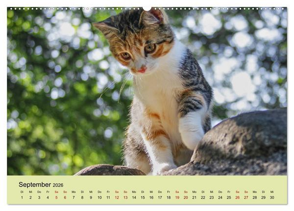 Produktbild: Junge Katzen im Wald (Wandkalender 2026 DIN A2 quer), CALVENDO Monatskalender