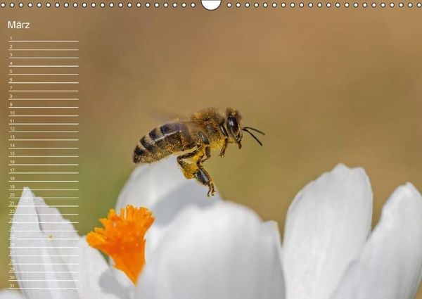 Produktbild: Nah ... N&auml;her ... MAKRO (Wandkalender immerw&auml;hrend DIN A3 quer)
