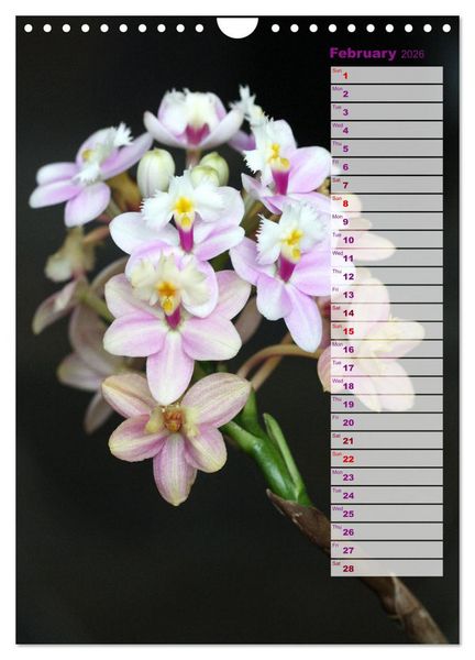 Produktbild: Orchids - Infinite Variety (Wall Calendar 2026 DIN A4 portrait), CALVENDO 12 Month Wall Calendar