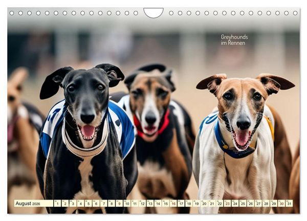 Produktbild: Windhunde im Portrait (Wandkalender 2026 DIN A4 quer), CALVENDO Monatskalender
