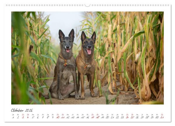 Produktbild: Mit dem Malinois durch das Jahr (Wandkalender 2026 DIN A2 quer), CALVENDO Monatskalender