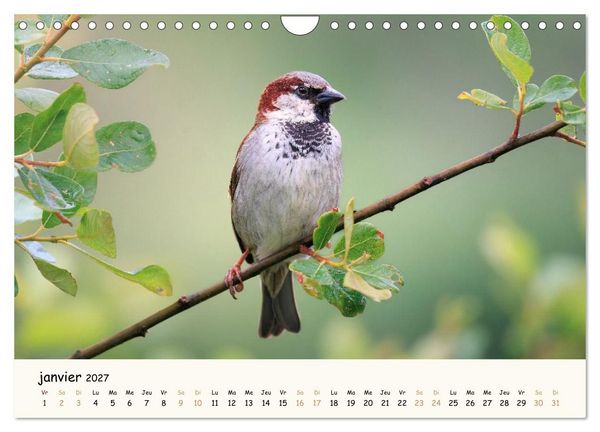 Produktbild: Les voisins du jardin - Une ann&eacute;e de rencontres (Calendrier mural 2027 DIN A4 vertical), CALVENDO calendrier mensuel