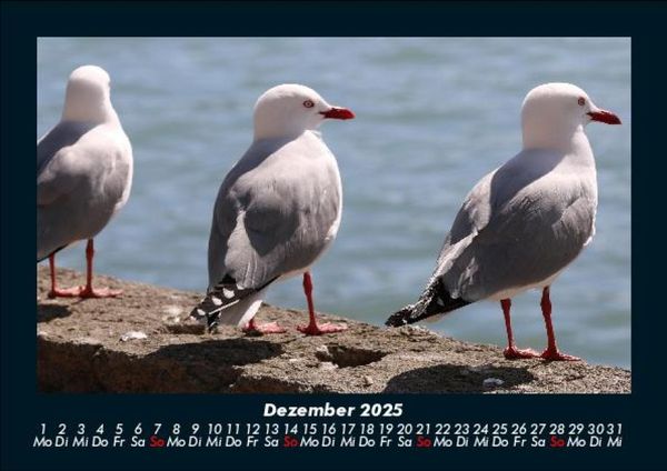 Produktbild: M&ouml;wen 2025 Fotokalender DIN A5