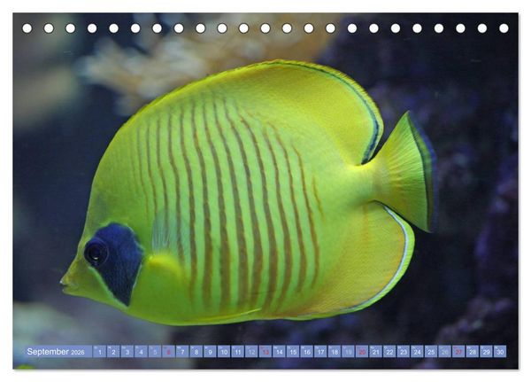 Produktbild: Bunte Welt der Fische (Tischkalender 2026 DIN A5 quer), CALVENDO Monatskalender