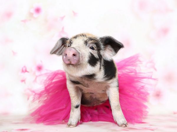 Produktbild: CALVENDO Puzzle Turopolje Ferkel / Turopolje Piglet 1000 Teile Lege-Gr&ouml;&szlig;e 64 x 48 cm Foto-Puzzle Bild von Jeanette Hutfluss