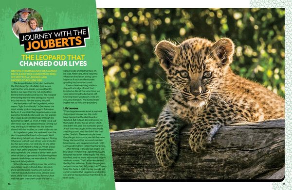 Produktbild: The Ultimate Book of African Animals