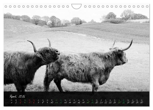Produktbild: Highland Cattle vom Nordlicht - Faszination Hochland Rind (Wandkalender 2026 DIN A4 quer), CALVENDO Monatskalender