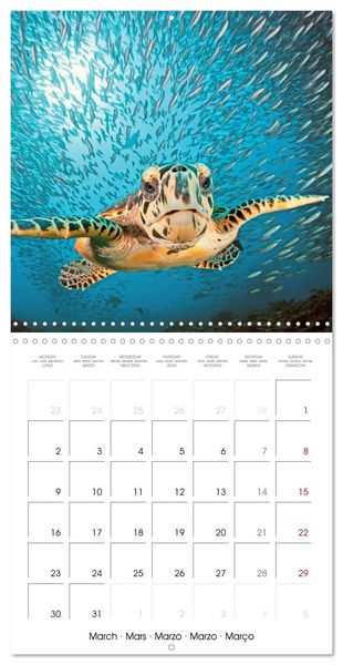 Produktbild: Diving in the deep blue sea (Wall Calendar 2026 12 &times; 12 Inch) CALVENDO 12 Month Wall Calendar
