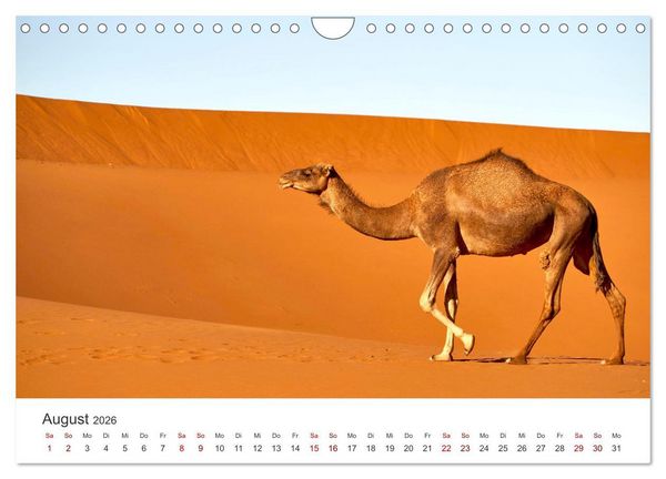 Produktbild: Sahara - Die gr&ouml;&szlig;te Trockenw&uuml;ste der Welt. (Wandkalender 2026 DIN A4 quer), CALVENDO Monatskalender