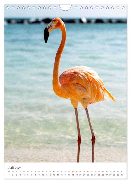 Produktbild: Flamingos in rosa Federpracht. (Wandkalender 2026 DIN A4 hoch), CALVENDO Monatskalender